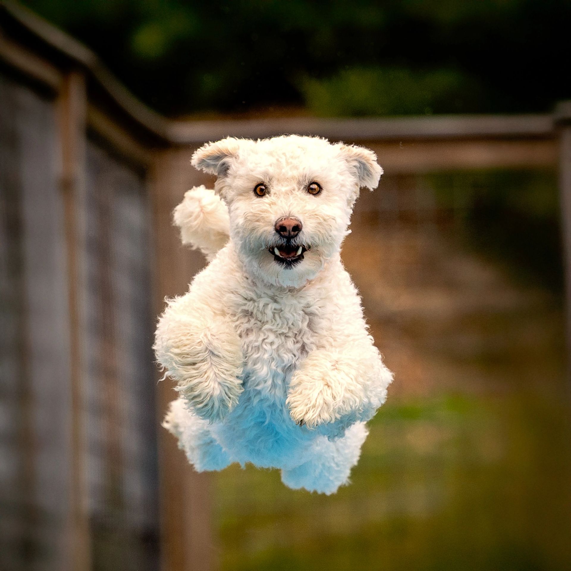 Dog leaping off dock into water at dock diving event